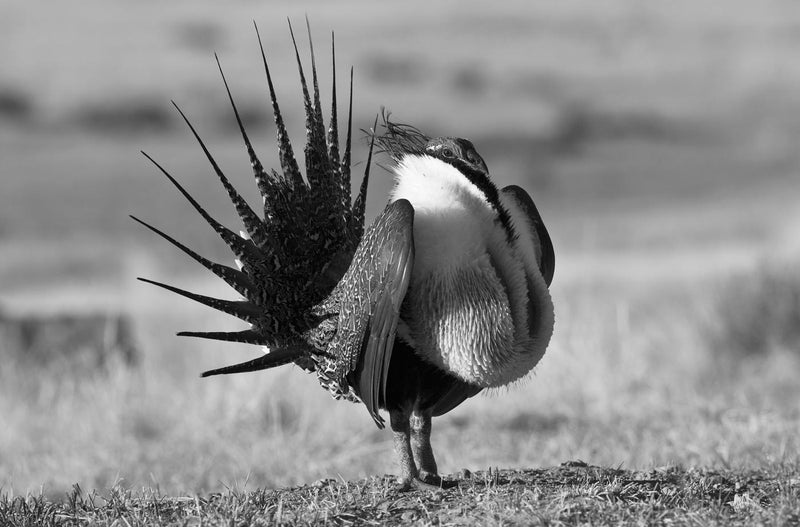 Greater Sage-Grouse, Black and White