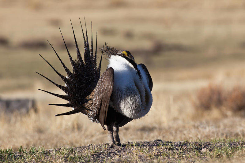 Greater Sage-Grouse