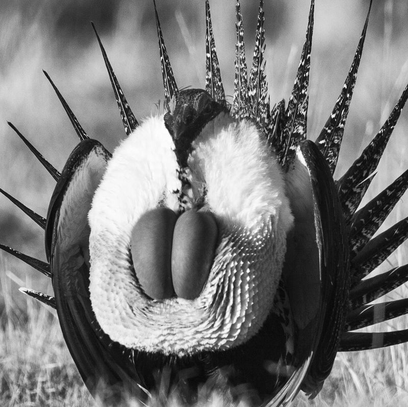 Greater Sage-Grouse, Black and White