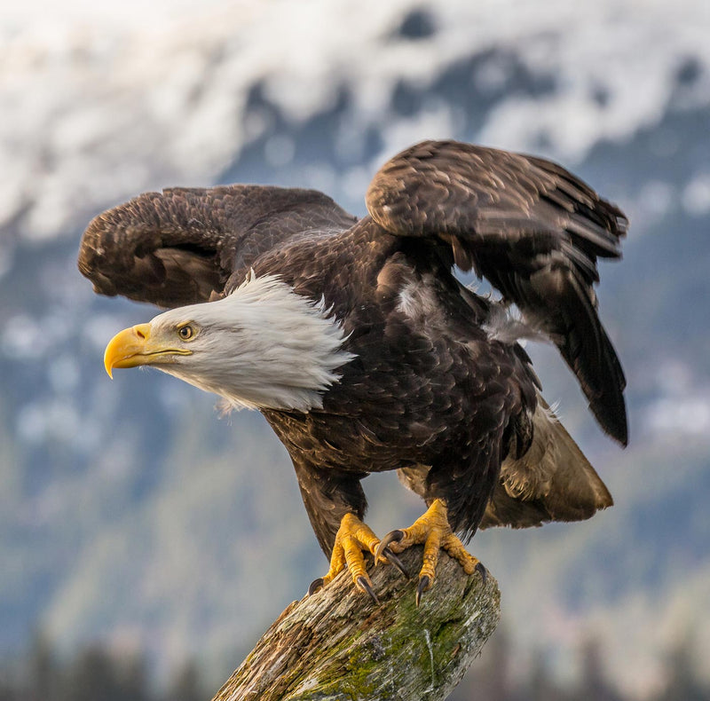 Bald Eagle about to Launch