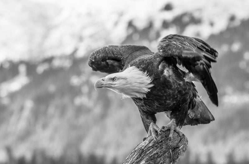 Bald Eagle About to Launch, Black and White