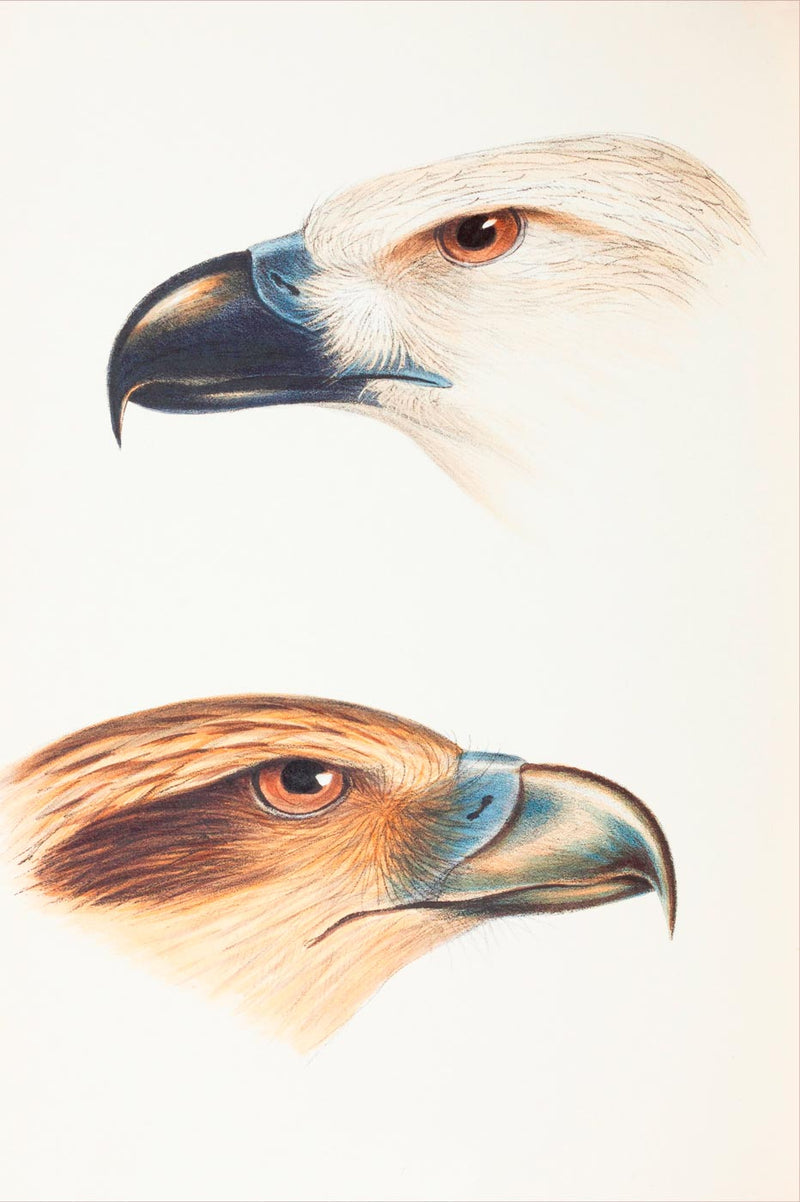 Eagles