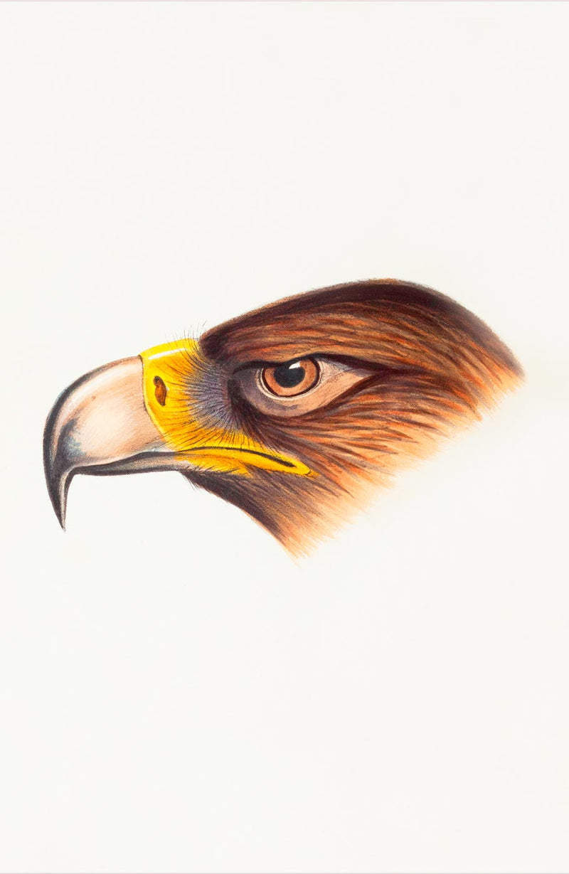 Eagle