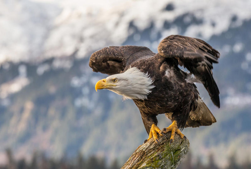 Bald Eagle about to Launch