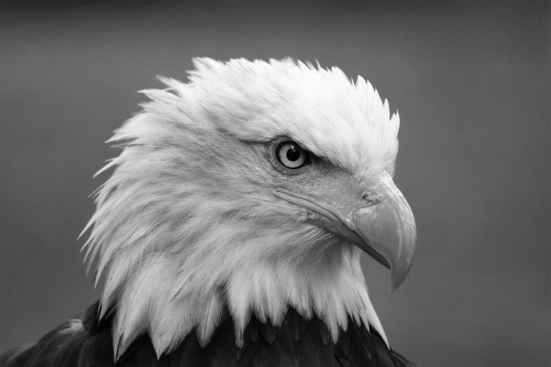 Bald Eagle, Black and White