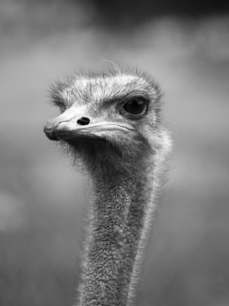 Ostrich, Black and White