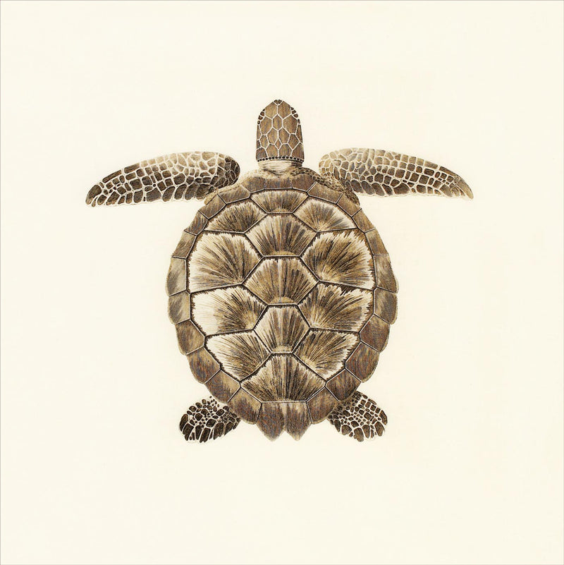 Tortue de la Mer Rouge 