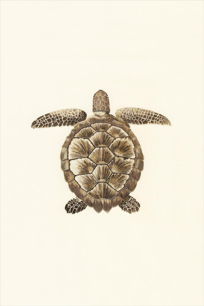 Tortue de la Mer Rouge