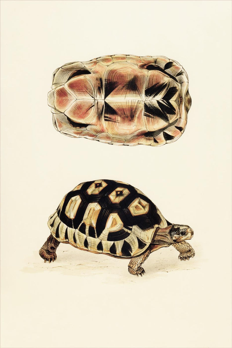 Testudo Angulata