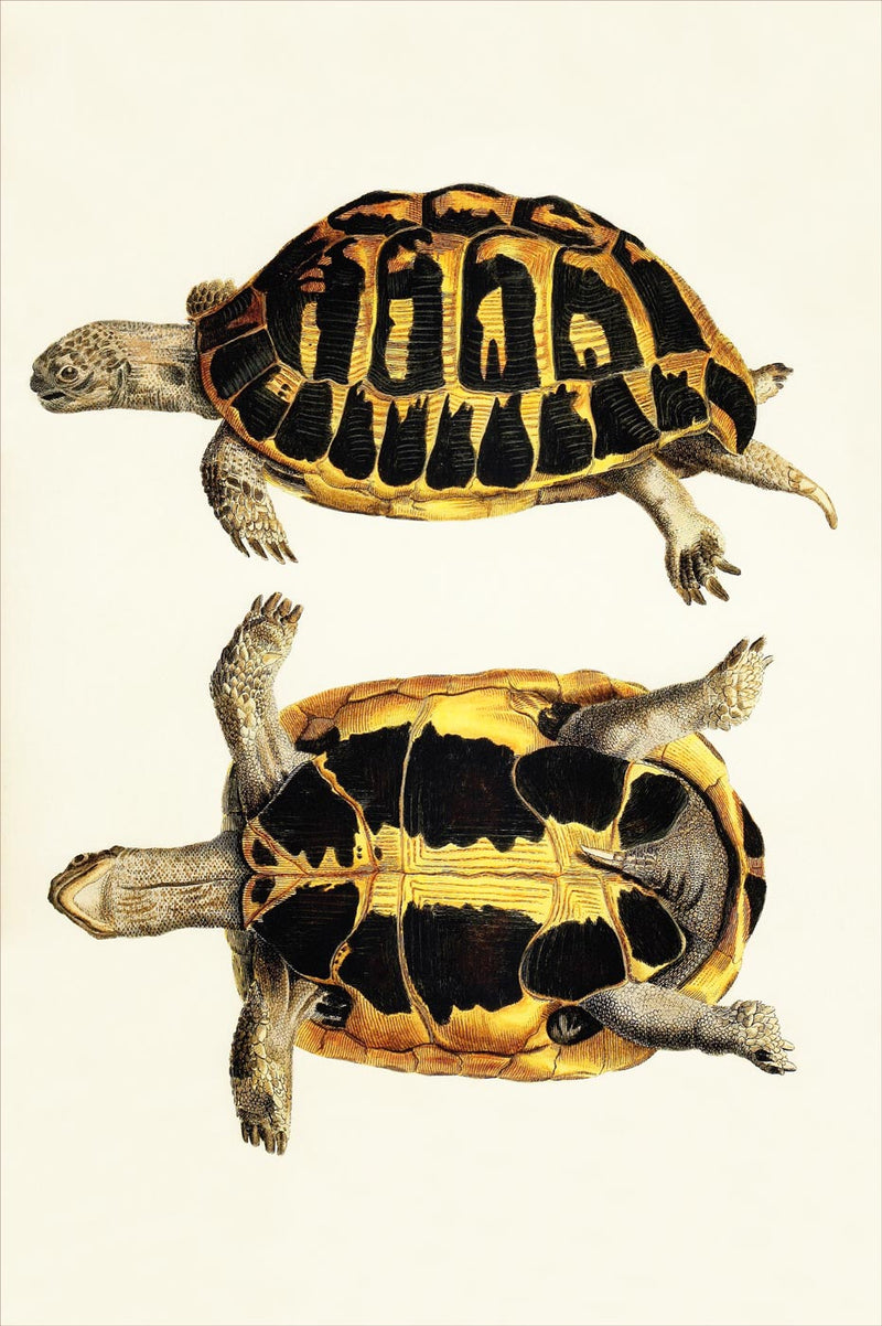 Testudo Gracca