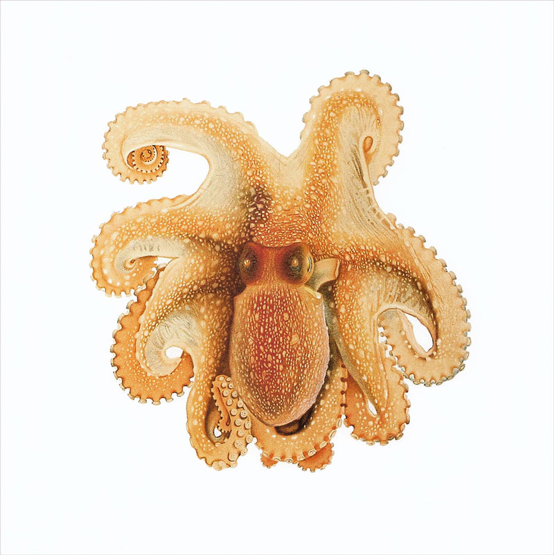Octopus Salutii