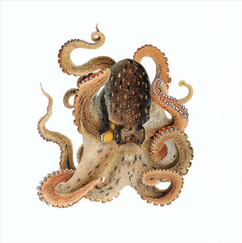 Octopus Vulgaris