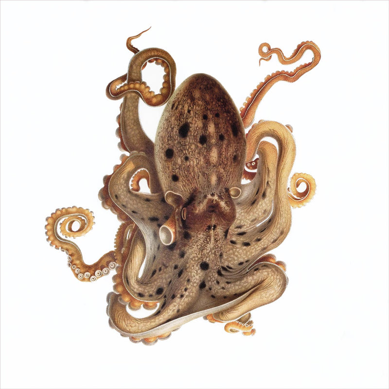 Musky Octopus