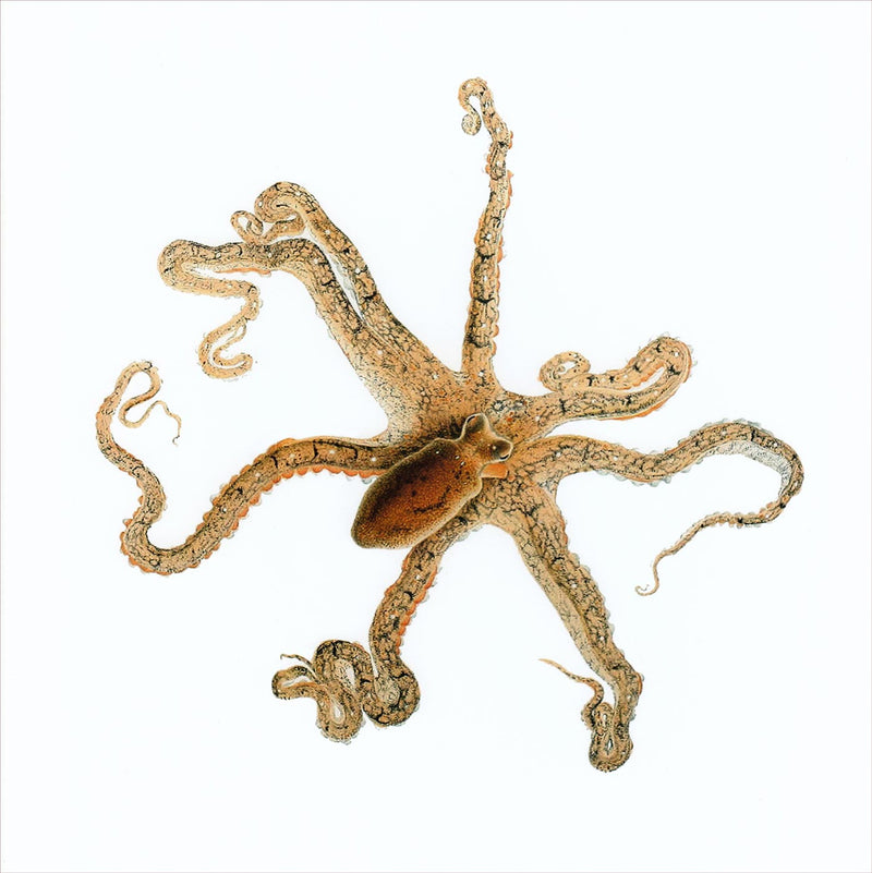Octopus Defilippi