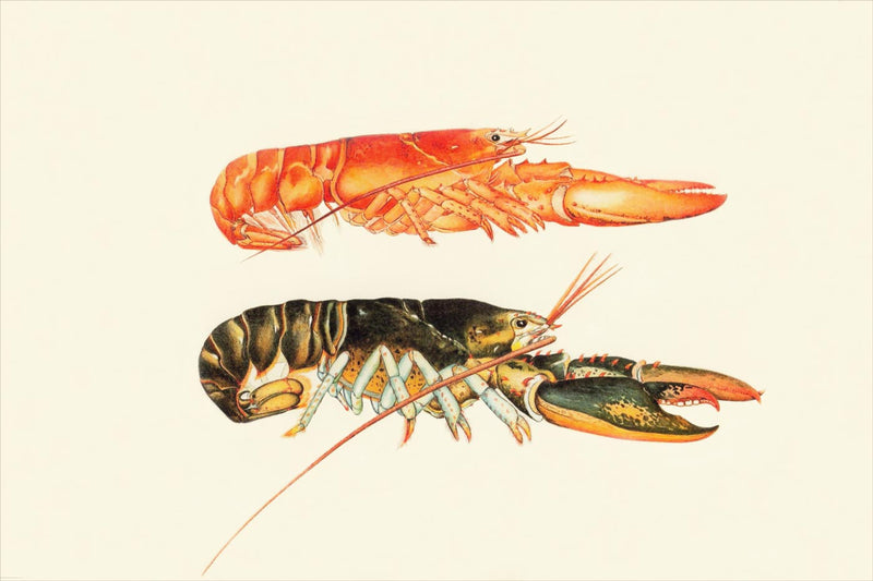 Male and Female Red Lobster