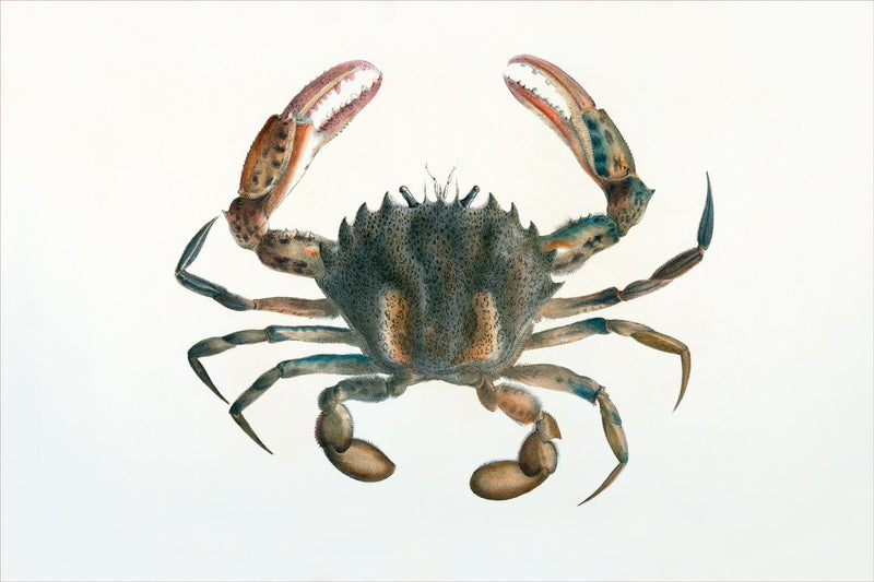 Platyonichus Ocellatus