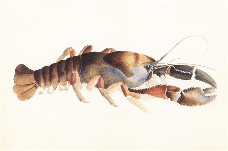 Freshwater Crayfish