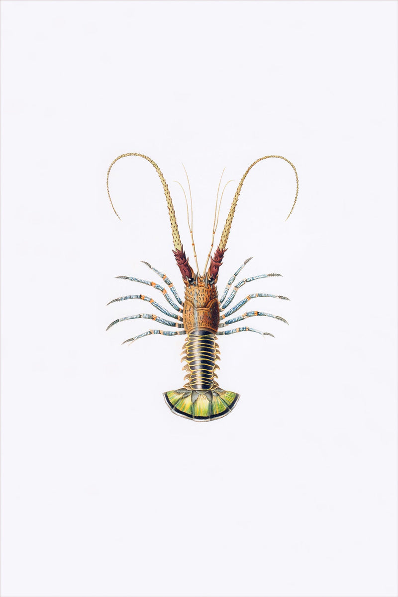 Langouste Bordée