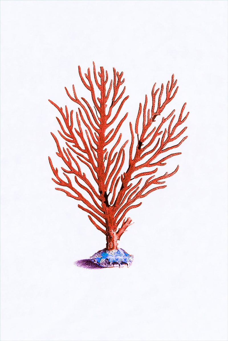 Coral, Plate 3