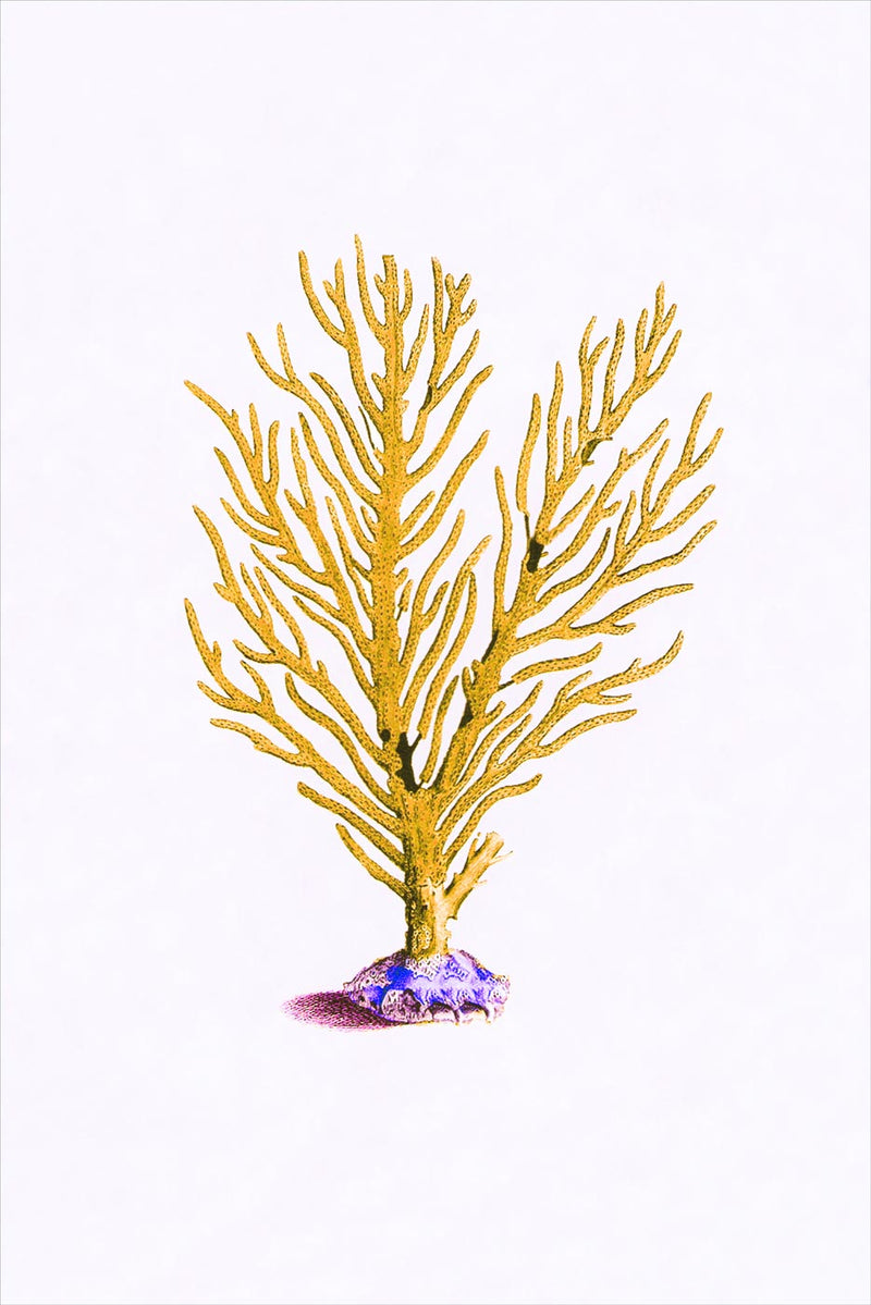 Coral, Plate 4