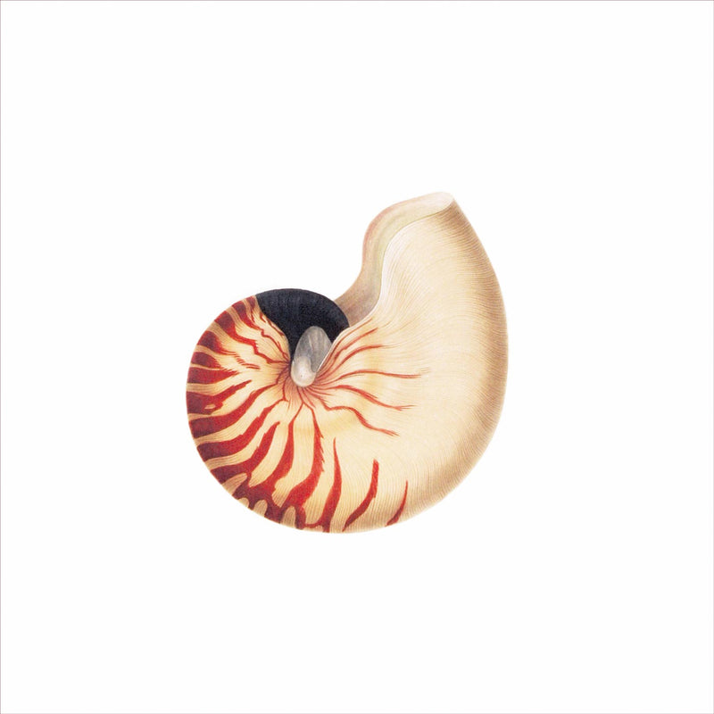 Nautilus