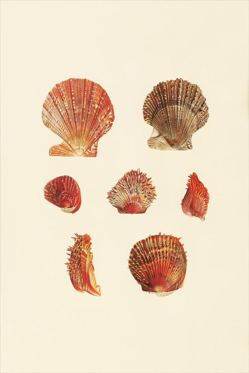 Shells