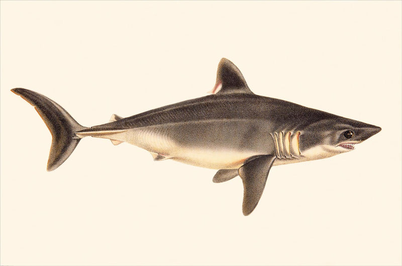 Squalus Curnubicus