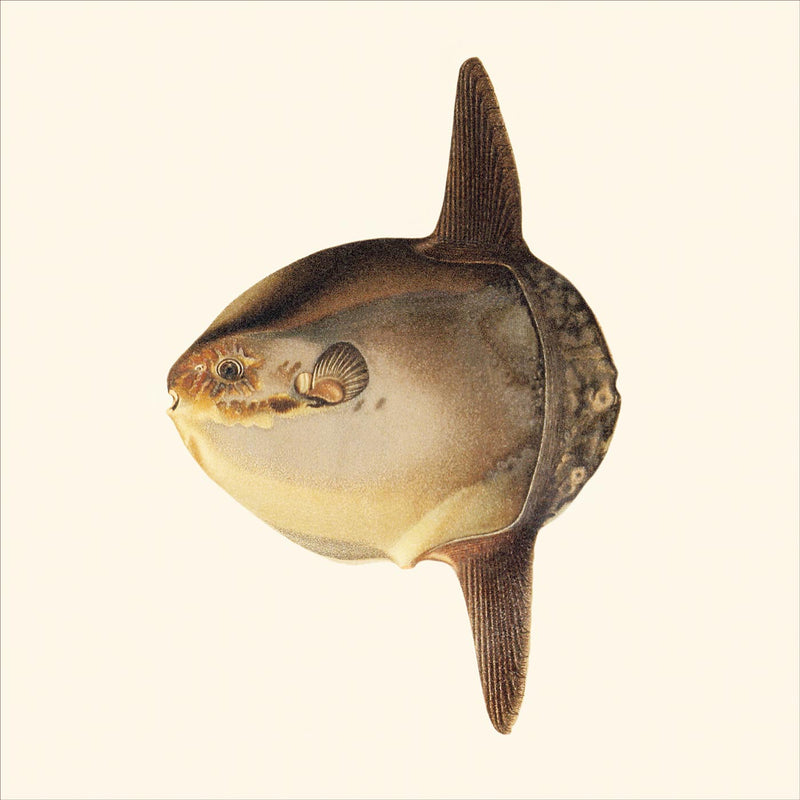 Orthagoriscus Mola