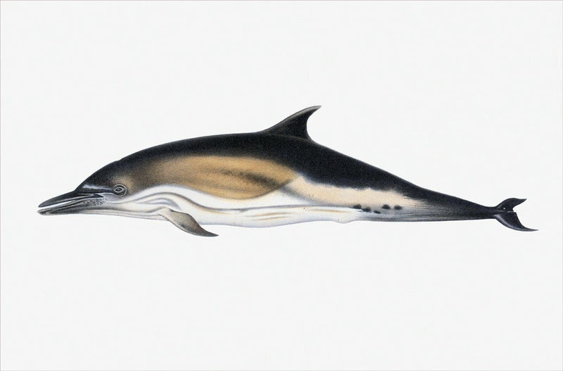 Delphinus Delphis