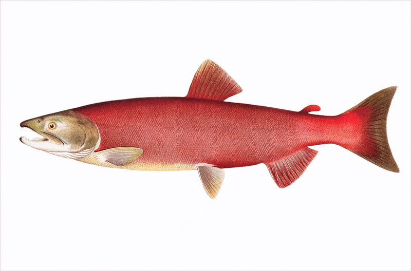 Sockeye Salmon