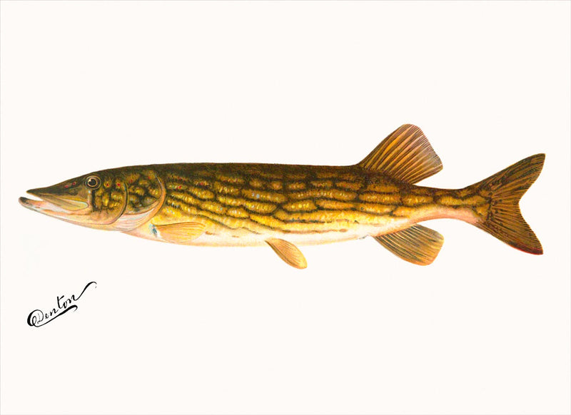 The Pickerel