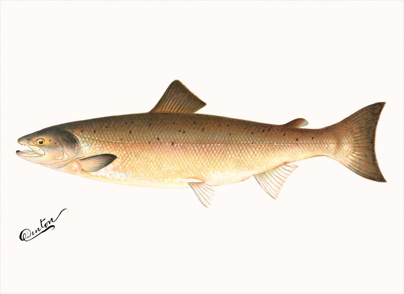 The Atlantic Salmon