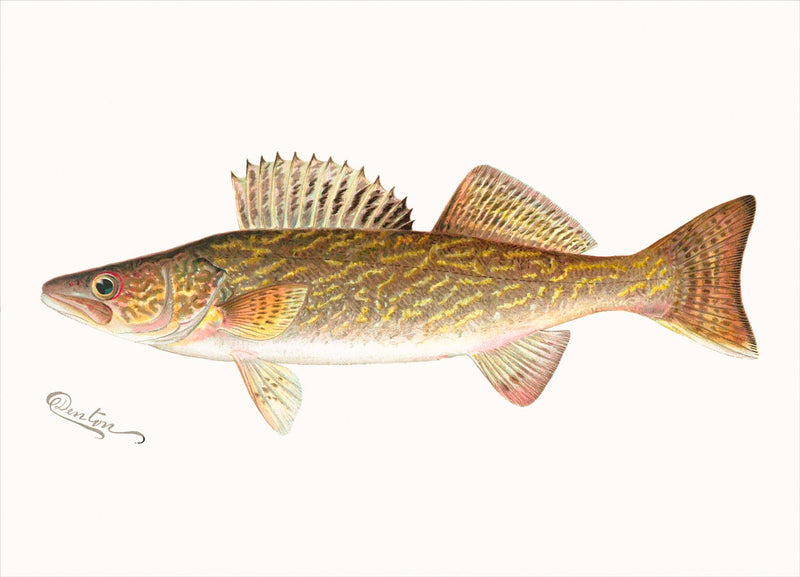 The Pike Perch