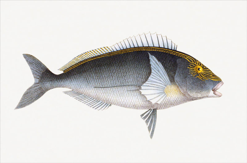 Chilodactylus Carponemus