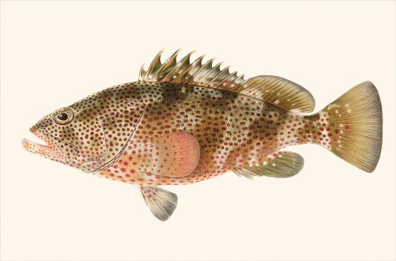 Epinephelus Maculosus