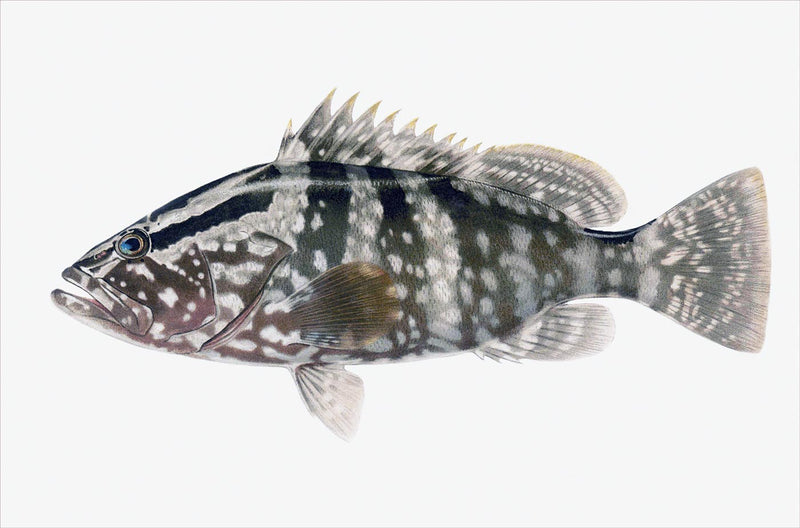 Epinephelus Striatus