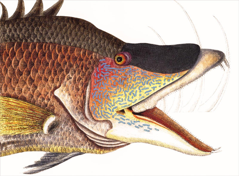 The Great Hogfish