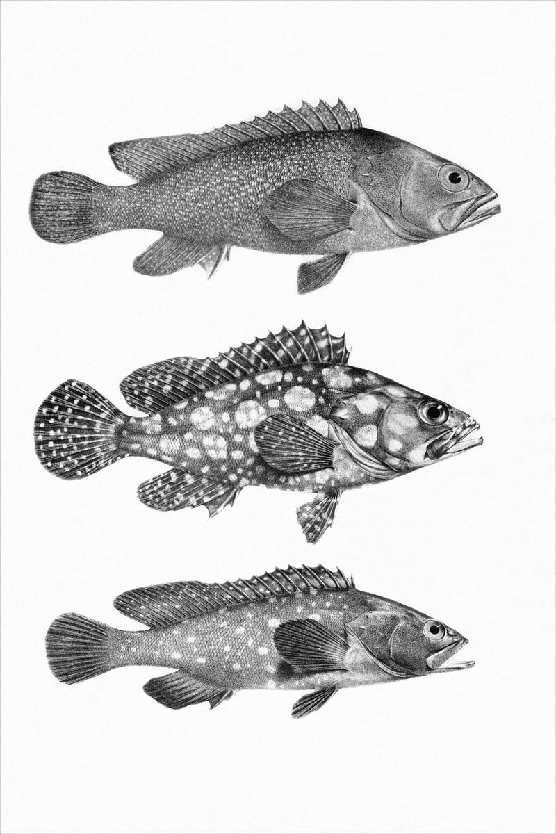 Serranus