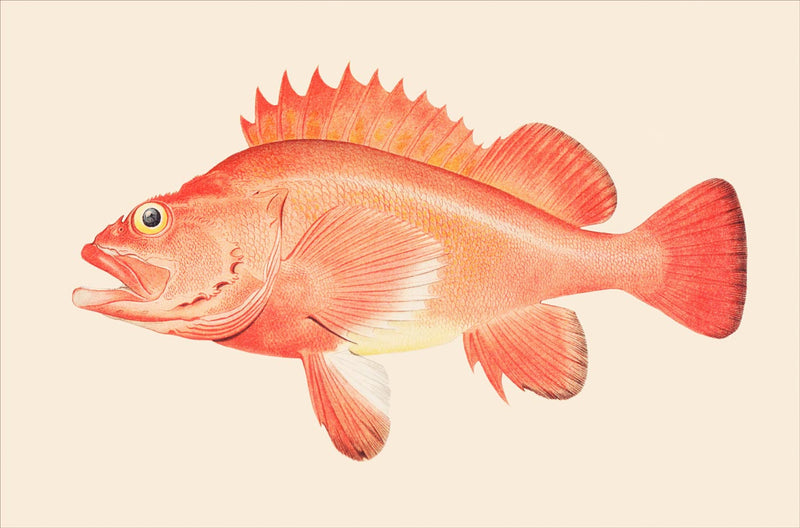 Red Rockfish