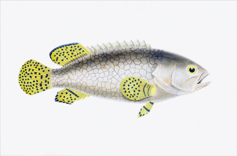 Serranus Lanceolatus