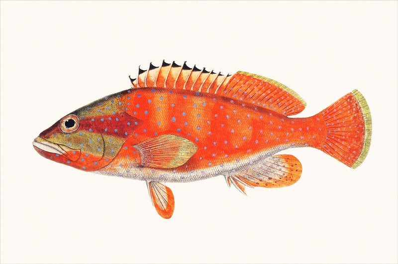 Serranus Fasciatus