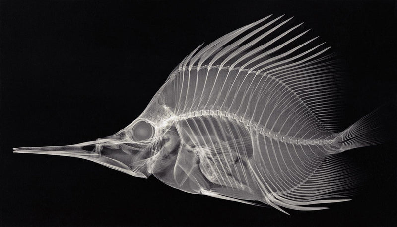 Forcipiger longirostris, X-ray