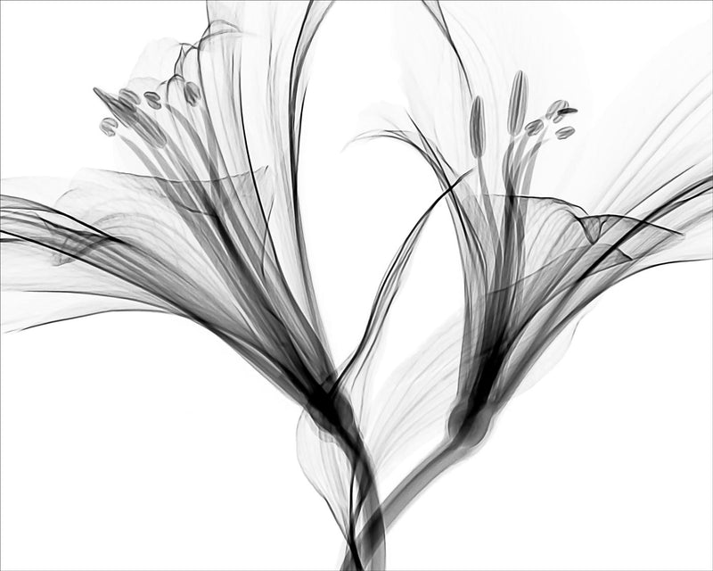 Macro X-ray of a Flower