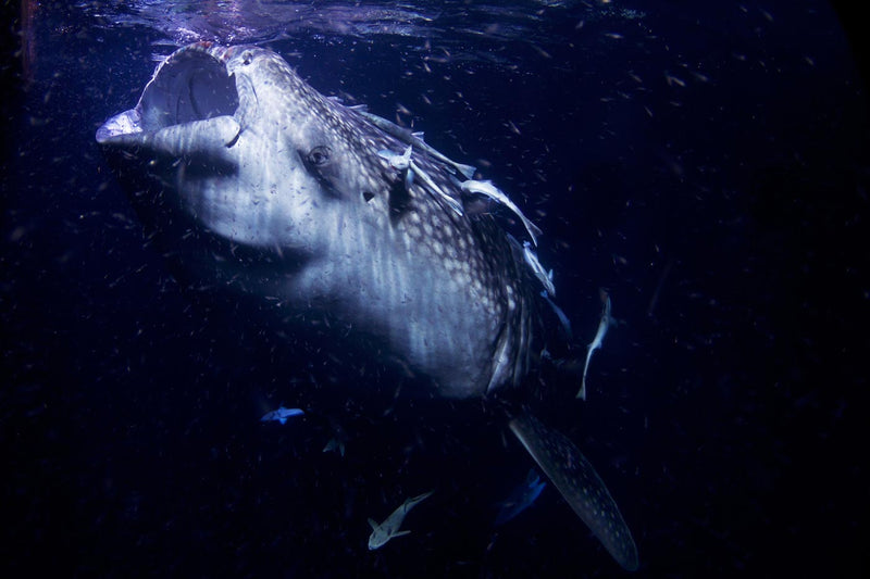 Whale Shark