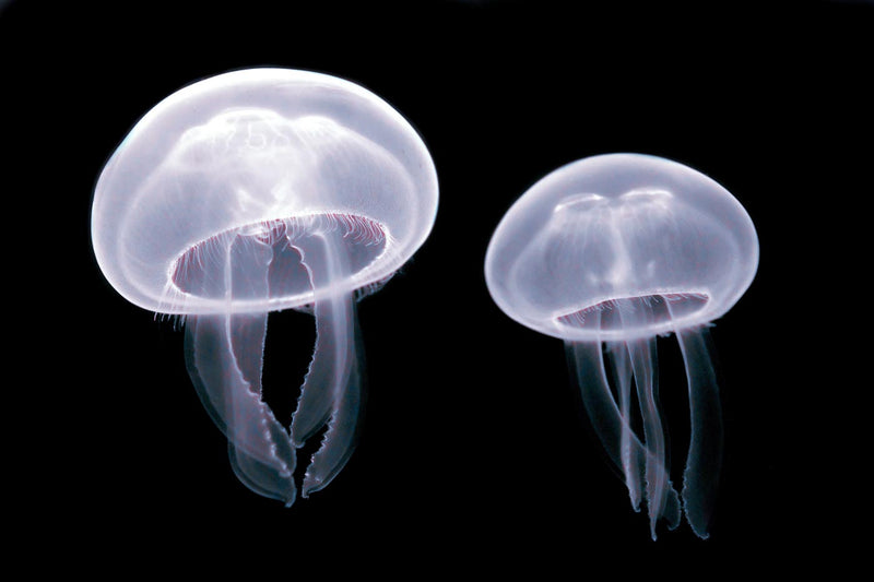 Moon Jellyfish