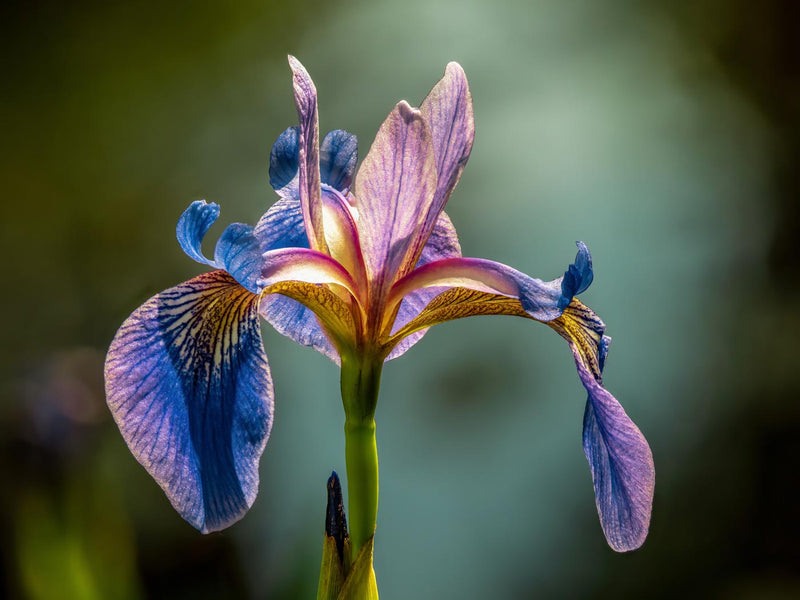 Purple Iris