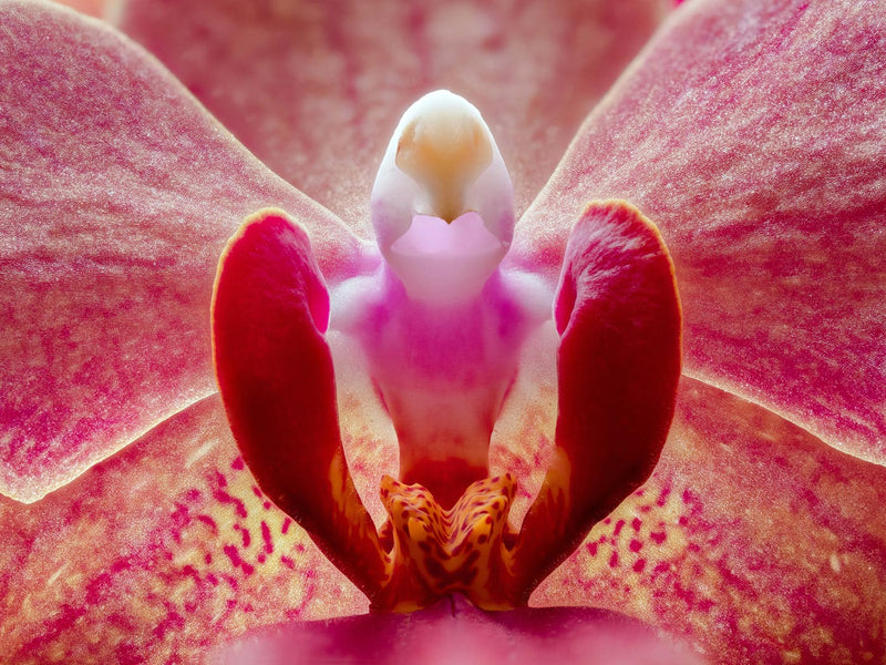 Inner Ridge of an Orchid Blossom