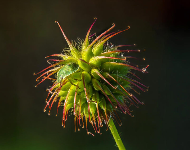 Bug on the Fruiting Body of a Carnation Root Flower