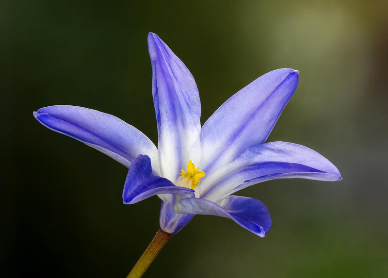 Blue Star Flower Focus Stack