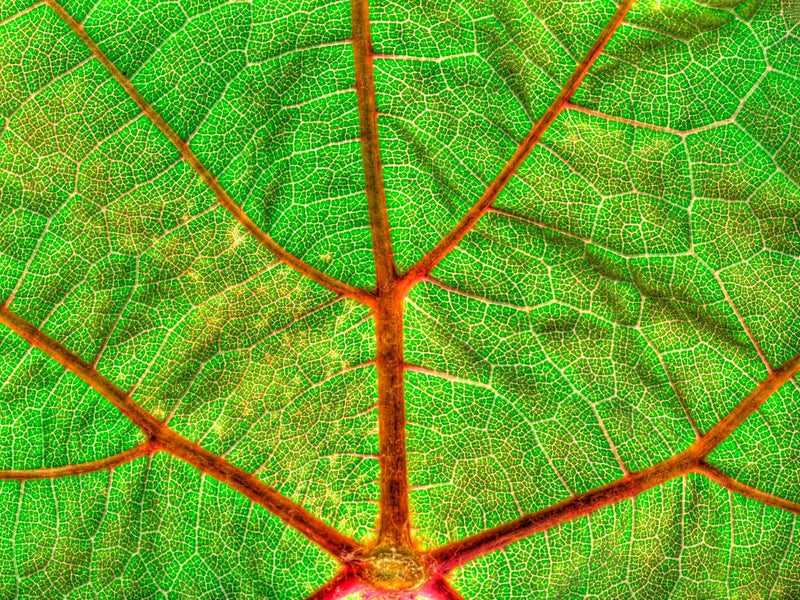 Veins of a Wine Leaf